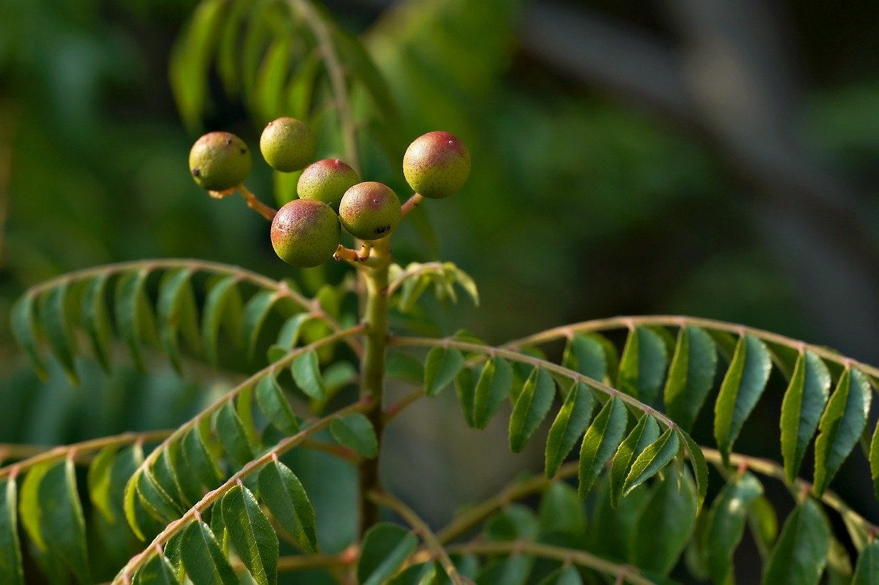 Image of Exploring the Benefits of Plant-Based Supplements by Ethan